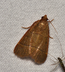 Hypsopygia nostralis