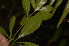 Acronychia oblongifolia
