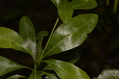 Acronychia oblongifolia