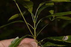 Acronychia oblongifolia