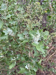 Chenopodium oahuense