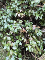 Xylosma hawaiensis