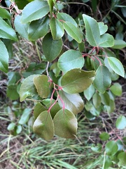 Xylosma hawaiensis