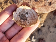 Heliocidaris