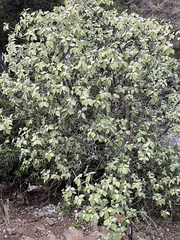 Nototrichium sandwicense