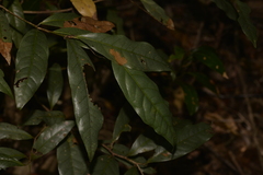 Beilschmiedia elliptica