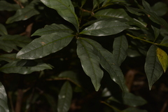 Beilschmiedia elliptica