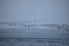 Leucocarbo bougainvillii