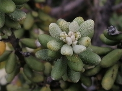 Olearia cymbifolia