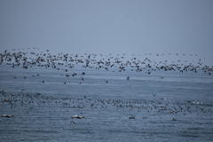 Leucocarbo bougainvillii