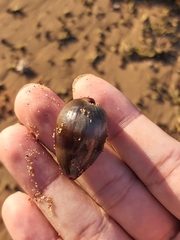 Monetaria caputserpentis