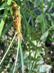 Carex baccans