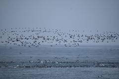 Leucocarbo bougainvillii