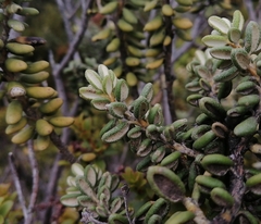 Olearia cymbifolia