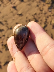 Monetaria caputserpentis