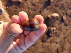 Monetaria caputserpentis