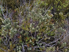 Olearia cymbifolia
