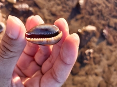 Monetaria caputserpentis