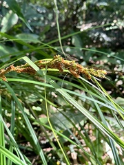 Carex baccans