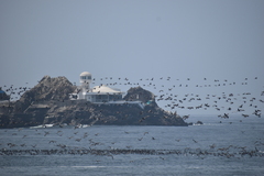 Leucocarbo bougainvillii