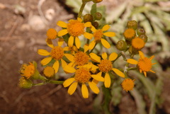 Senecio integerrimus integerrimus