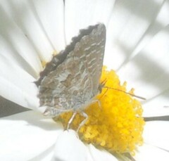 Theclinesthes serpentata
