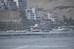 Leucocarbo bougainvillii