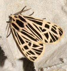 Apantesis virgo