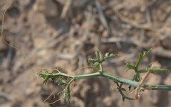 Ibervillea tenuisecta