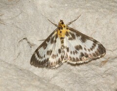 Anania hortulata