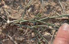 Ibervillea tenuisecta