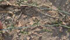 Ibervillea tenuisecta