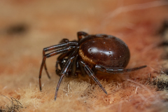 Steatoda