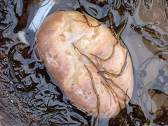 Aplidium californicum