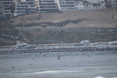 Leucocarbo bougainvillii