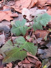 Polymnia canadensis