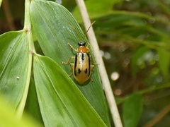 Diabrotica lopatini