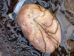 Aplidium californicum