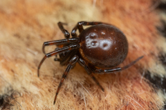 Steatoda