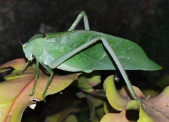 Stilpnochlora azteca