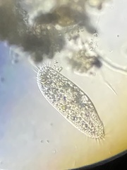 Hypotrichia
