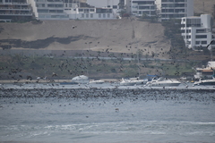 Leucocarbo bougainvillii