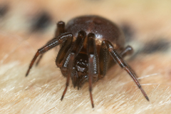 Steatoda