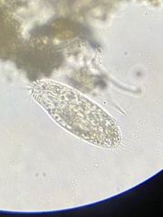 Hypotrichia