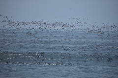 Leucocarbo bougainvillii