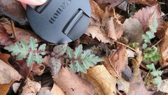 Polymnia canadensis