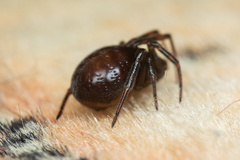 Steatoda