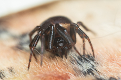 Steatoda