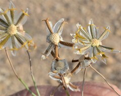 Thelesperma megapotamicum