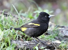 Cacicus chrysopterus